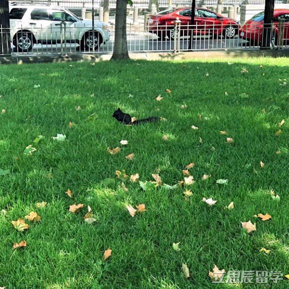 歐洲部分留學(xué)目的國入境防疫政策匯總