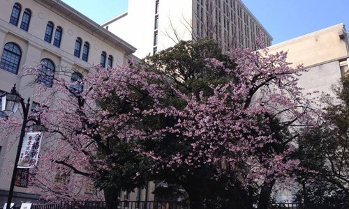 日本東京家政大學怎么樣？